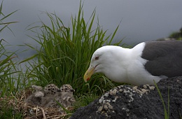 Фото: А. Безруков «Тихоокеанская чайка с потомством»