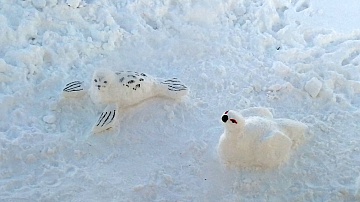Победители конкурса снежных фигур. Фото 6