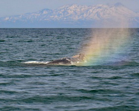 От Калифорнии до Камчатки: после миграции серые киты набирают массу в Кроноцком заповеднике 