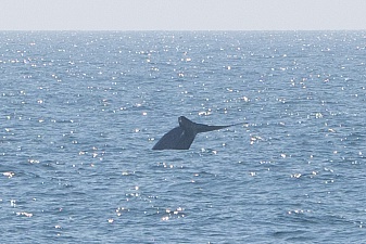 Морской поход к лежбищу сивучей прошёл в сопровождении синих китов. Фото 14