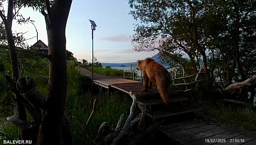 © Лиана Варавская