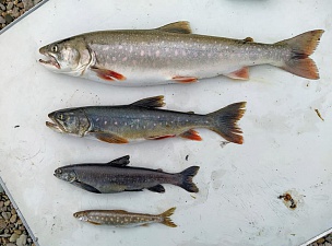 Учёные реконструировали историю эволюции реликтовых рыб Чукотки. Фото 8