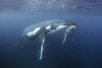 23 июля отмечается Всемирный день китов и дельфинов!
