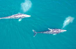 Серые киты на Камчатке. Изучение и сохранение редкой охотоморской популяции 