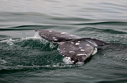 Всё больше серых китов кормятся и отдыхают в акватории Кроноцкого заповедника 