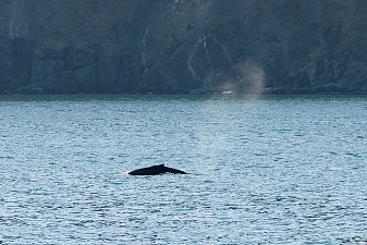 Морской поход к лежбищу сивучей прошёл в сопровождении синих китов. Фото 12