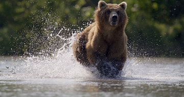 © Дмитрий Шпиленок