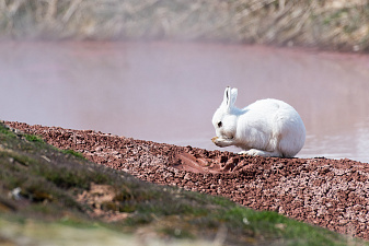 Заяц-беляк у грязевого котла. © Лиана Варавская