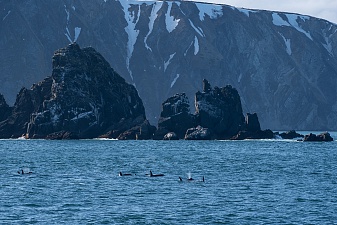 Морской поход к лежбищу сивучей прошёл в сопровождении синих китов. Фото 8