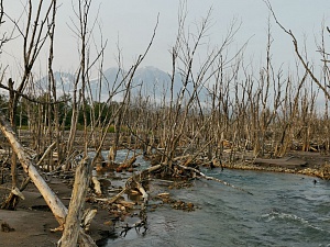 Начался лабораторный этап экологической оценки  рек, впадающих в Авачинский залив. Фото 3
