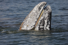В Кроноцком заповеднике серый кит проконтролировал работу учёных