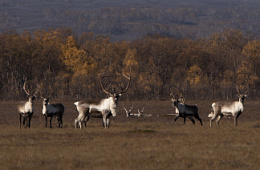 Охрана заповедных территорий Камчатки от браконьерства