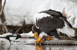 Фото: А. Безруков «Белоплечий орлан и сорока»