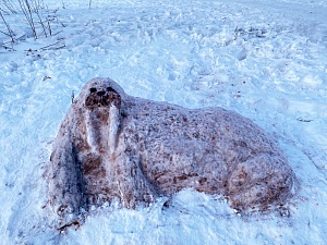 Краб Андрей вошёл в список снежных фигур, получивших высокую оценку жюри. Фото 5