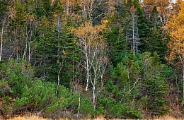 Роща пихты камчатской (грациозной). Фото: С. Краснощёков