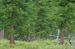 Лиственничный лес в бассейне Кроноцкого озера. Фото: И. Шпиленок