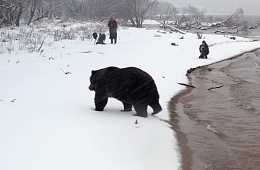 Медведи Курильского озера помогут команде Фёдора Конюхова повысить уровень экологической культуры россиян