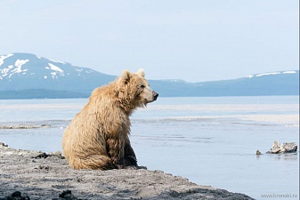 Бурый медведь и человек — гармоничное соседство на юге Камчатки. Фото 3