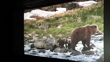 Документальный фильм «Медведи Камчатки. Начало жизни». Фото 2