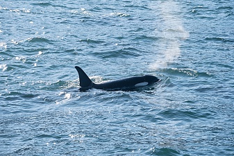 Морской поход к лежбищу сивучей прошёл в сопровождении синих китов. Фото 11