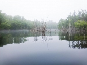 © Григорий Маркевич