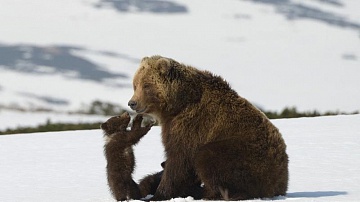 Документальный фильм «Медведи Камчатки. Начало жизни». Фото 3