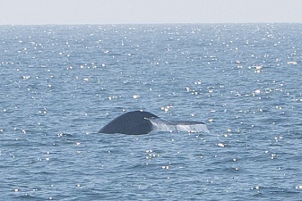 Морской поход к лежбищу сивучей прошёл в сопровождении синих китов. Фото 13