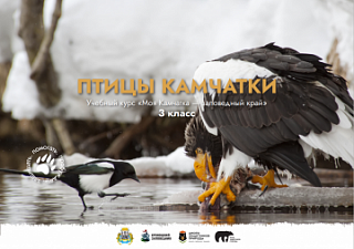Урок № 4 "Птицы Камчатки"