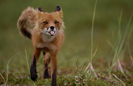 Снятый в Кроноцком заповеднике «Огненный лис» стал самым кассовым российским фильмом о дикой природе