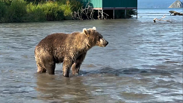 © Лиана Варавская