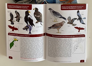 Издан полный определитель птиц Камчатки и Командорских островов. Фото 3