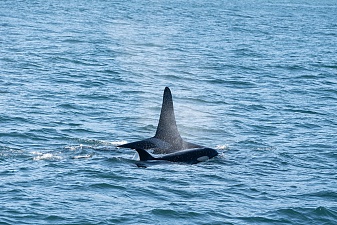 Морской поход к лежбищу сивучей прошёл в сопровождении синих китов. Фото 9