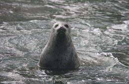 Ларга. Пятнистый тюлень, остров Уташуд. Фото: В. Вертянкин