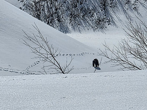 Медведь в окрестностях Долины гейзеров. © Алексей Тыщенко