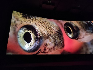 Национальная премьера фильма «Нерка. Рыба красная» с успехом прошла в Москве. Фото 5
