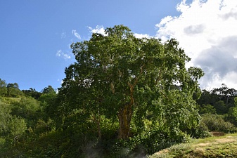 Каменная берёза в Долине гейзеров претендует на звание "Российское дерево года". Фото 1