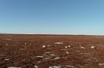 Дикие северные олени возвращаются с зимних горных пастбищ в Кроноцко-Богачёвскую тундру.. Фото 2