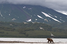Медведь на Курильском озере. Фото: П. Шпиленок
