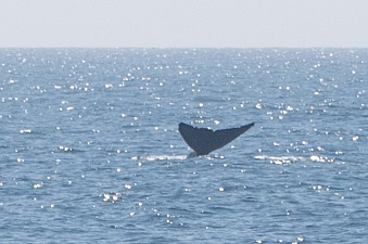 Морской поход к лежбищу сивучей прошёл в сопровождении синих китов. Фото 15