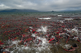 Озерновская нерка – для меня, для тебя, для нас