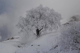 Каменная берёза в Долине гейзеров претендует на звание "Российское дерево года". Фото 2