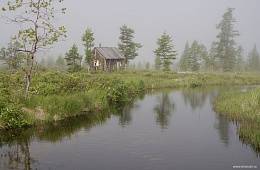 Лиственничный лес в бассейне Кроноцкого озера. Фото: И. Шпиленок