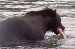 Bear catching salmon at Kuril lake, Kamchatka