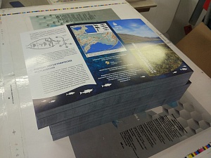 Выпущены новые буклеты об арктических рыбах Чукотки. Фото 5