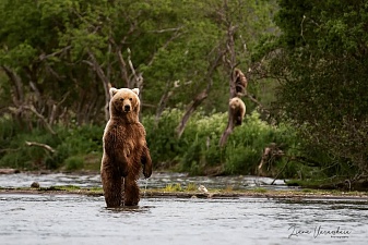  Впервые в мире достоверно определят массу тела бурых медведей, обитающих в дикой природе. Фото 2