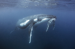 23 июля отмечается Всемирный день китов и дельфинов!