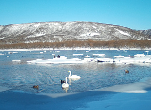 Лебеди-кликуны на Курильском озере. Кадр с фотоловушки
