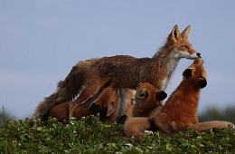 «Камчатка. Рассказ в лисах». В Кроноцком заповеднике продолжаются съёмки фильма о рыжих хищниках.