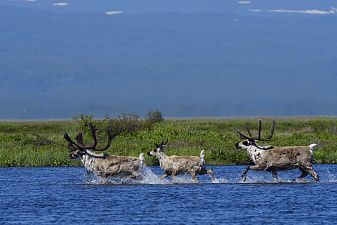 © Алексей Маслов