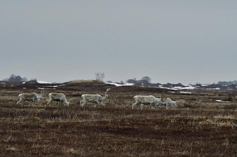 Дикие северные олени возвращаются с зимних горных пастбищ в Кроноцко-Богачёвскую тундру.. Фото 1